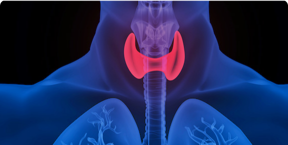 医療画像のセグメンテーション